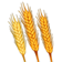 A group of wheat ears

Description automatically generated